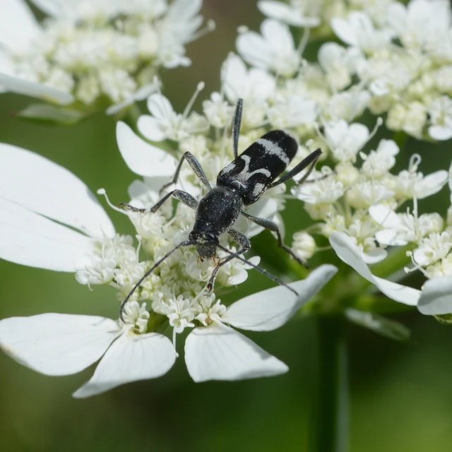 Chlorophorus figuratus - rajzos darázscincér
