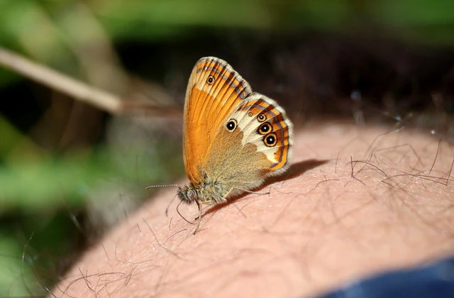 Coenonympha arcania - fehéröves szénalepke
