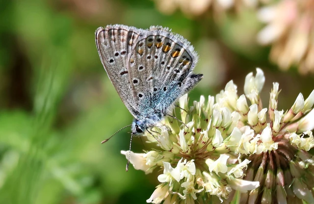 Polyommatus icarus - közönséges boglárka