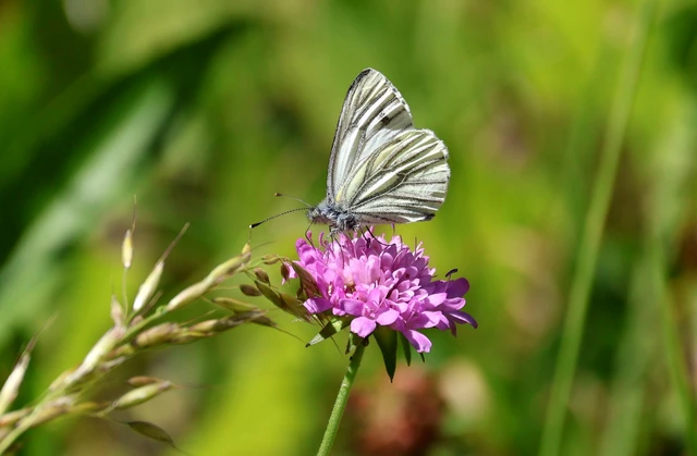 Pieris napi - repcelepke