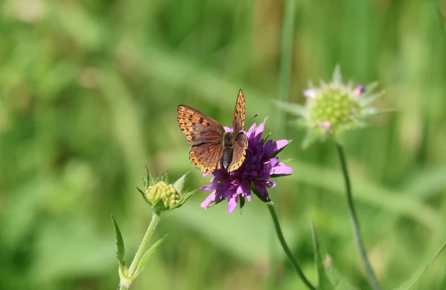 Lycaena tityrus - barna tűzlepke