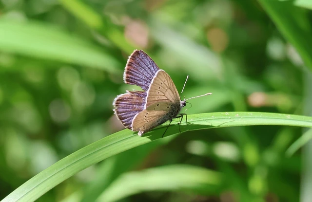 Cyaniris semiargus - aprószemes boglárka