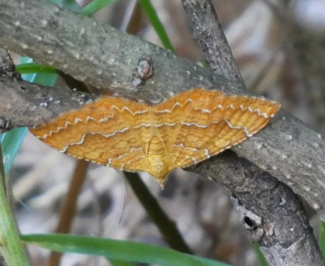 Camptogramma bilineata - kétvonalas sávosaraszoló