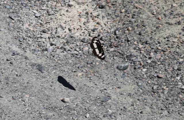 Neptis rivularis - nagy fehérsávoslepke