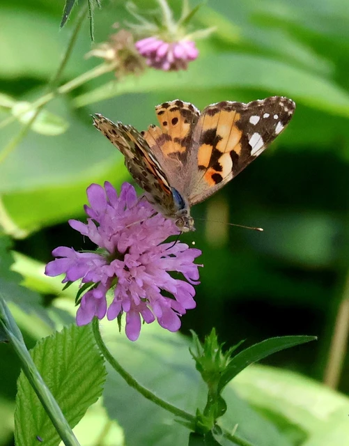 Vanessa cardui - bogáncslepke