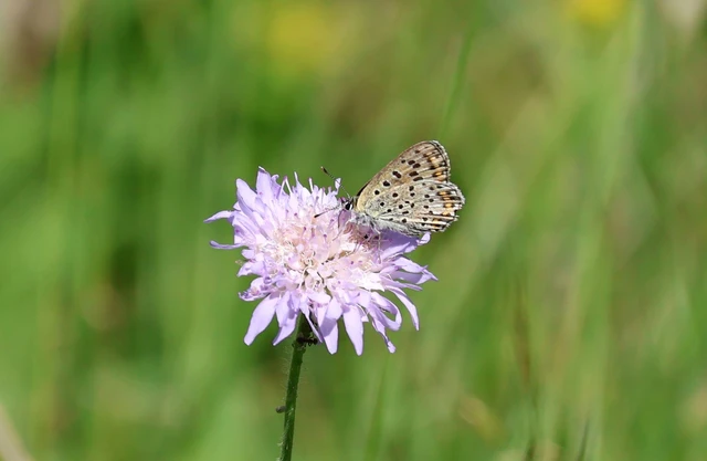 Lycaena tityrus - barna tűzlepke