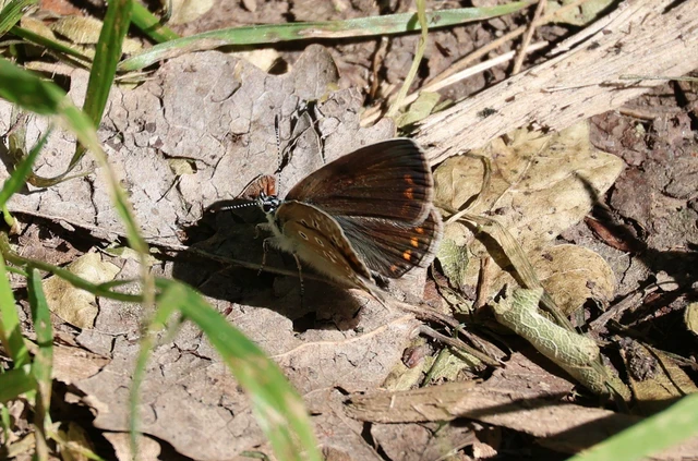 Polyommatus bellargus - égszínű boglárka