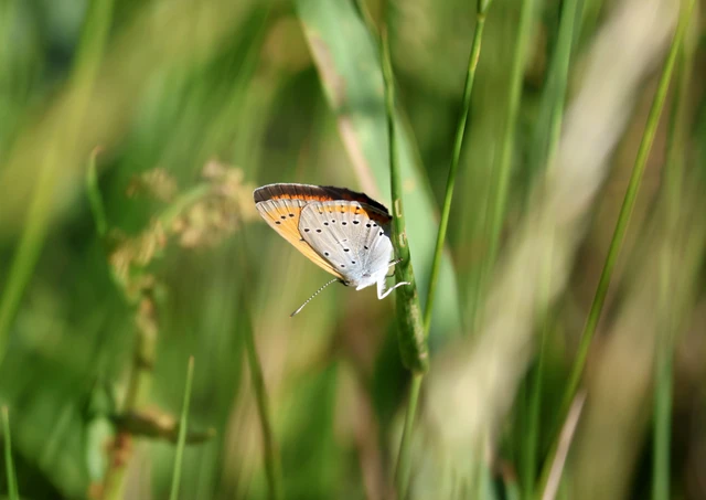 Lycaena dispar rutilus - nagy tűzlepke