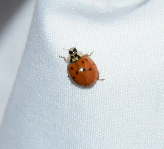 Harmonia axyridis - harlekinkatica