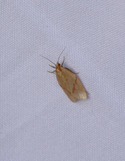 Clepsis pallidana - aranysárga sodrómoly