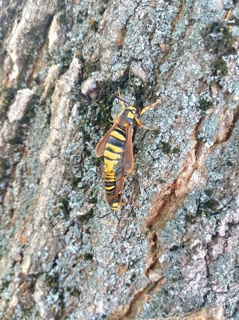 Sesia apiformis - darázslepke