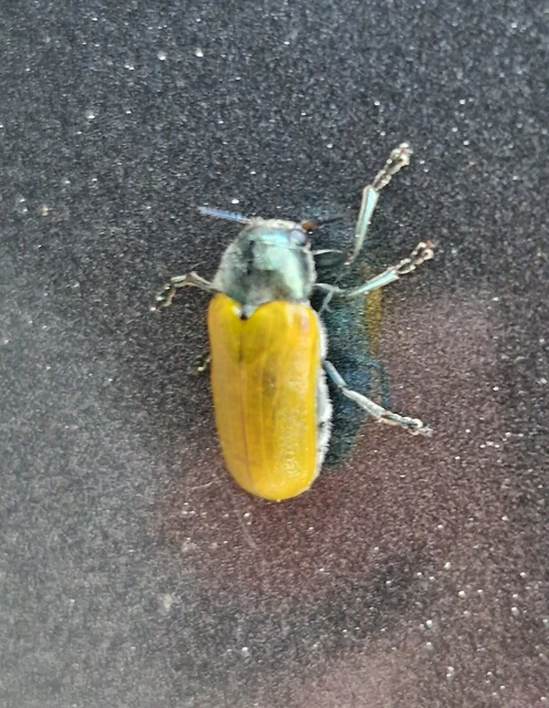 Labidostomis pallidipennis - szőröshátú zsákbogár Labidostomis pallidipennis - szőröshátú zsákbogár