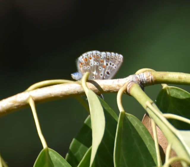 Polyommatus bellargus - égszínű boglárka