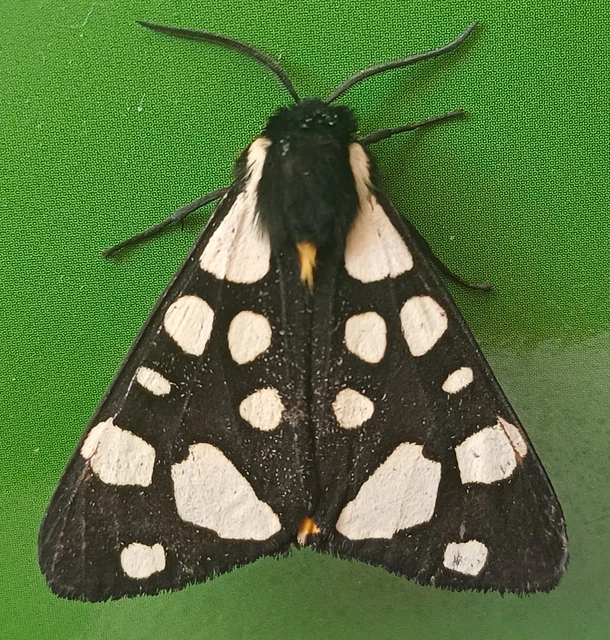 Arctia villica - fekete medvelepke