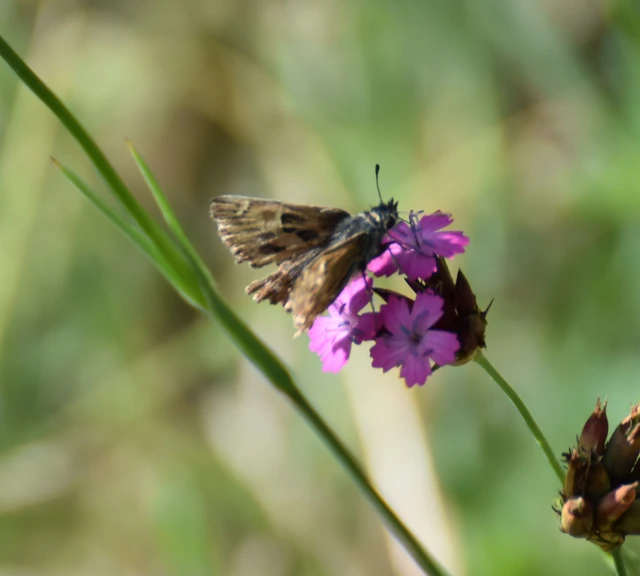 Carcharodus alceae - mályva-busalepke