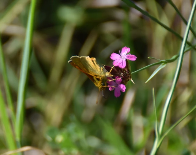 Ochlodes sylvanus - erdei busalepke