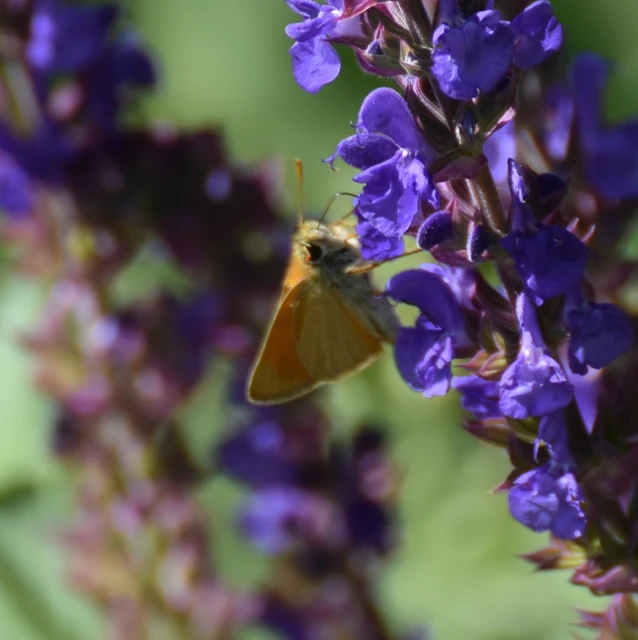 Thymelicus sylvestris - barna busalepke