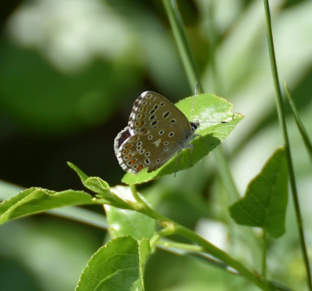Polyommatus bellargus - égszínű boglárka