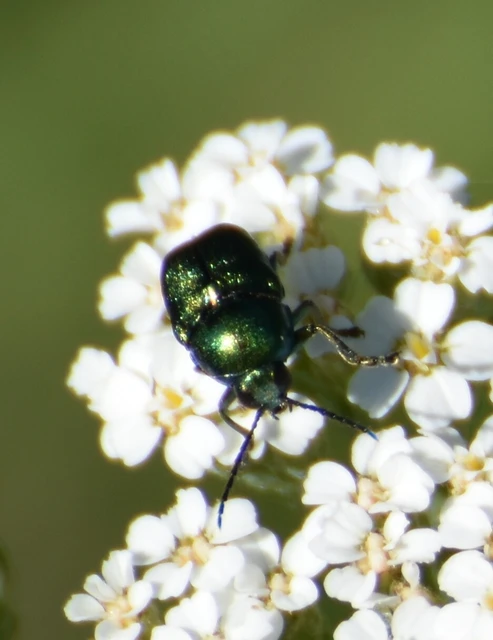 Cryptocephalus