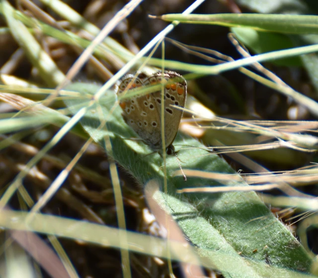 Aricia agestis - szerecsenboglárka