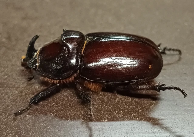 Oryctes nasicornis - orrszarvú bogár
