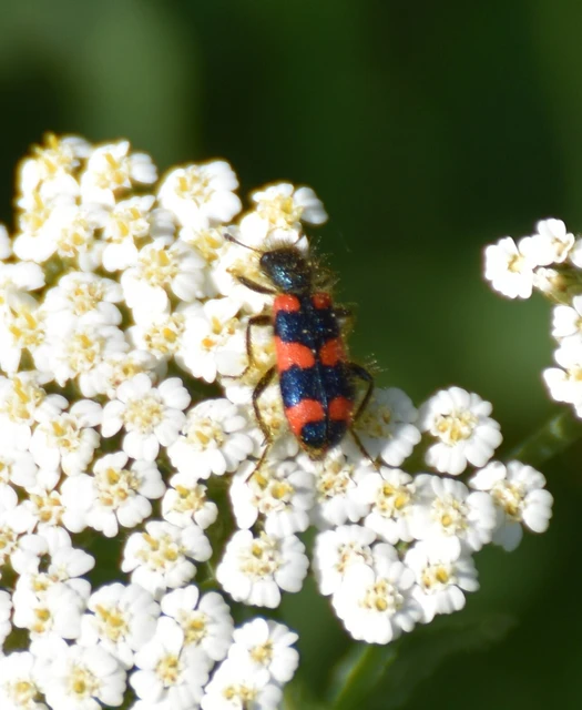 Trichodes favarius - hatfoltos méhészbogár Trichodes favarius - hatfoltos méhészbogár