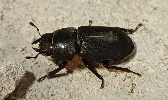Dorcus parallelipipedus - kis szarvasbogár