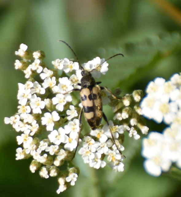 Pachytodes erraticus - rajzos virágcincér