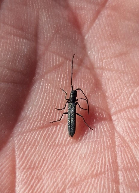 Theophilea subcylindricollis - hengeres szalmacincér