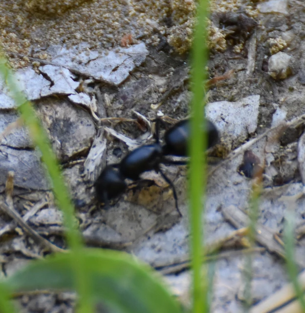 Camponotus vagus - fekete lóhangya