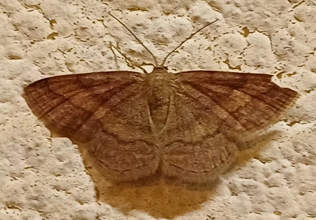 Scopula rubiginata - réti pirosaraszoló