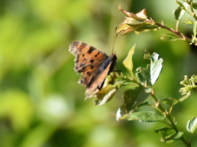 Nymphalis c-album - C-betűs lepke