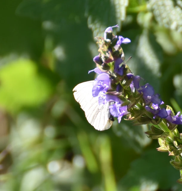 Pieris napi - repcelepke