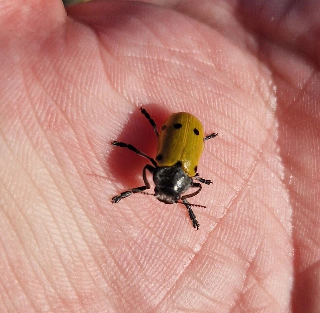 Lachnaia sexpunctata - szőrösnyakú zsákhordóbogár Lachnaia sexpunctata - szőrösnyakú zsákhordóbogár