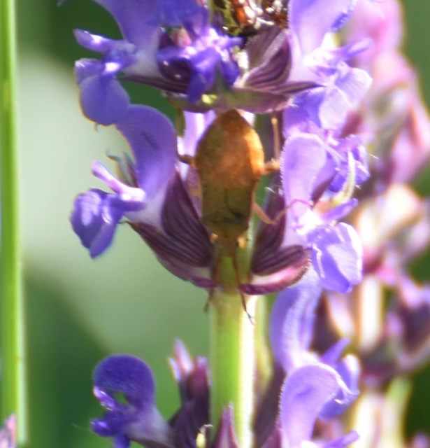 Coreidae - karimáspoloskák