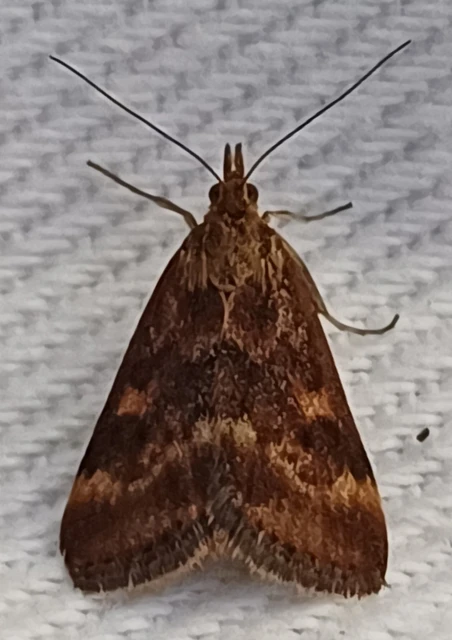 Pyrausta despicata - réti bíbormoly
