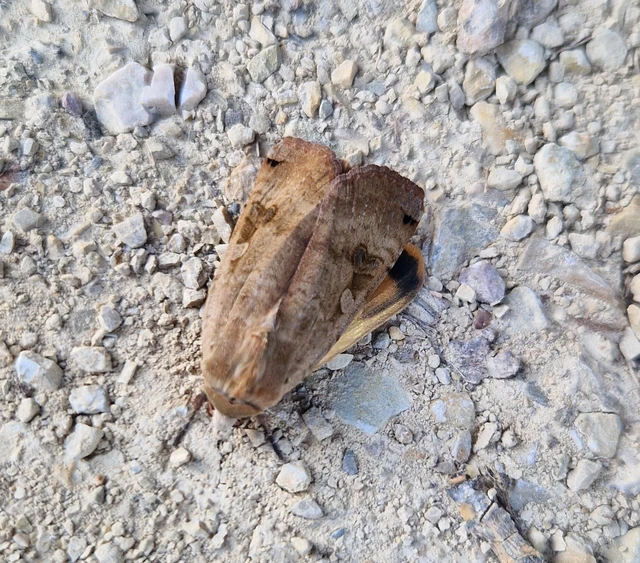Noctua pronuba - nagy sárgafűbagoly