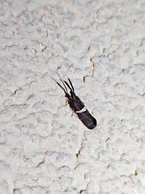 Eidophasia messingiella - kakukktormamoly