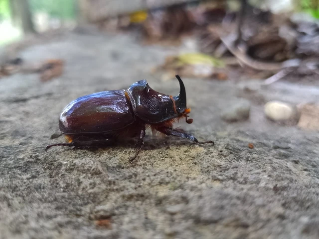 Oryctes nasicornis - orrszarvú bogár