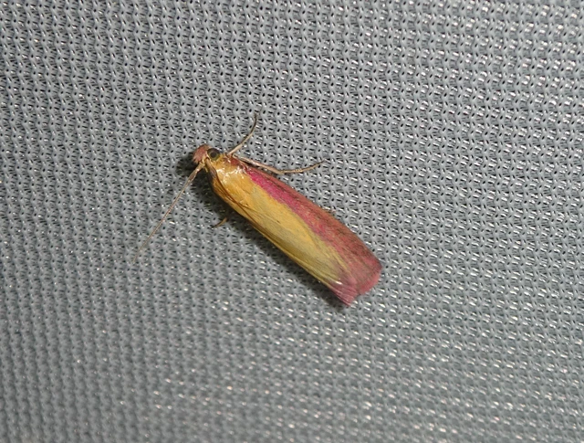 Oncocera semirubella - lucernamoly