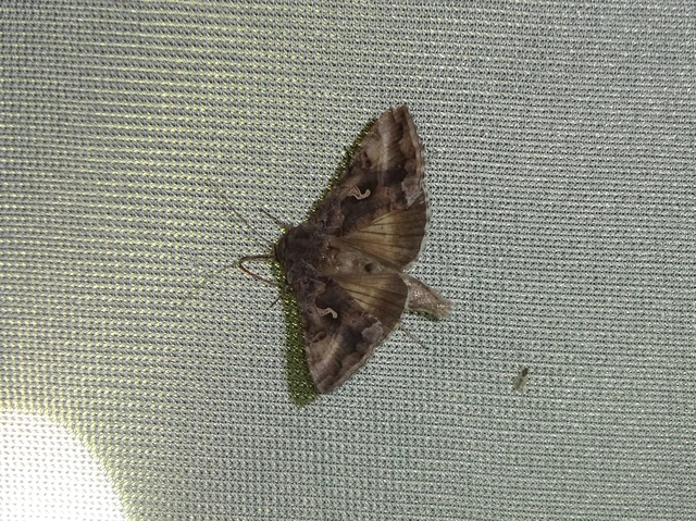 Autographa gamma - gammalepke