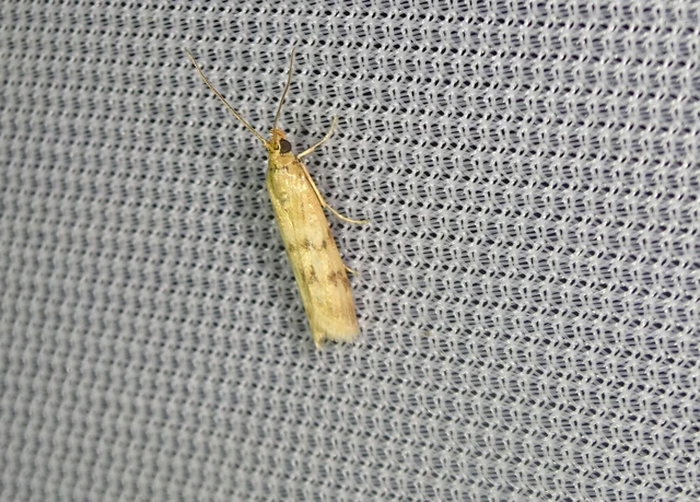 Homoeosoma sinuella - agyagsárga karcsúmoly