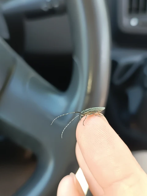 Agapanthia cardui - sávos bogáncscincér