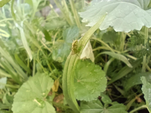 Calocoris