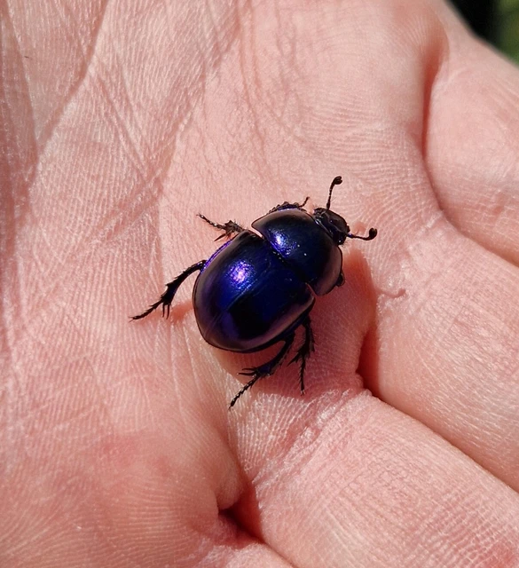 Trypocopris vernalis - tavaszi álganéjtúró