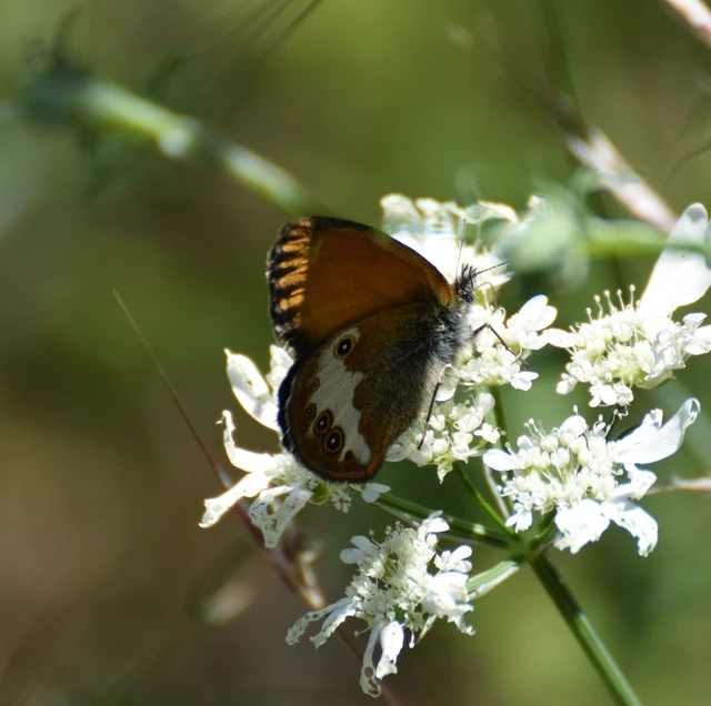 Coenonympha arcania - fehéröves szénalepke