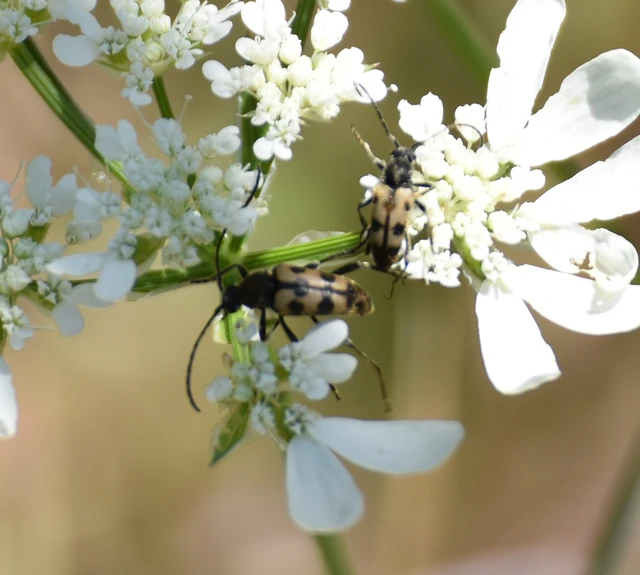 Pachytodes erraticus - rajzos virágcincér