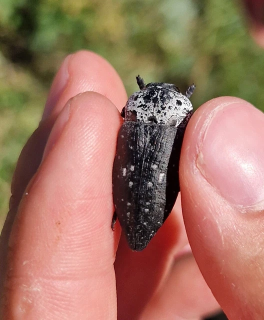 Capnodis tenebrionis - kökény-tükrösdíszbogár