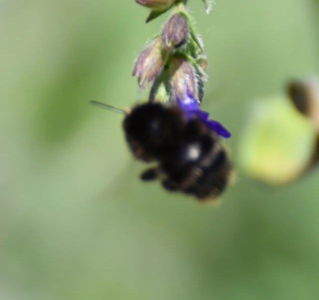 Bombus humilis - változékony poszméh