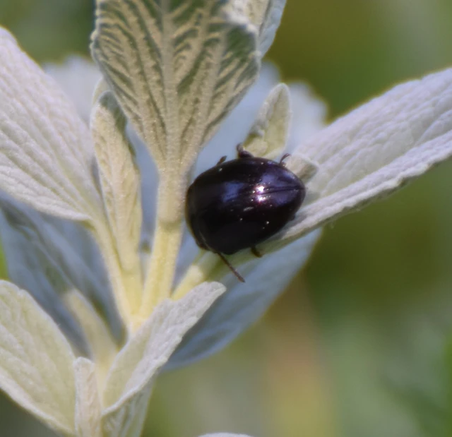 Chrysolina